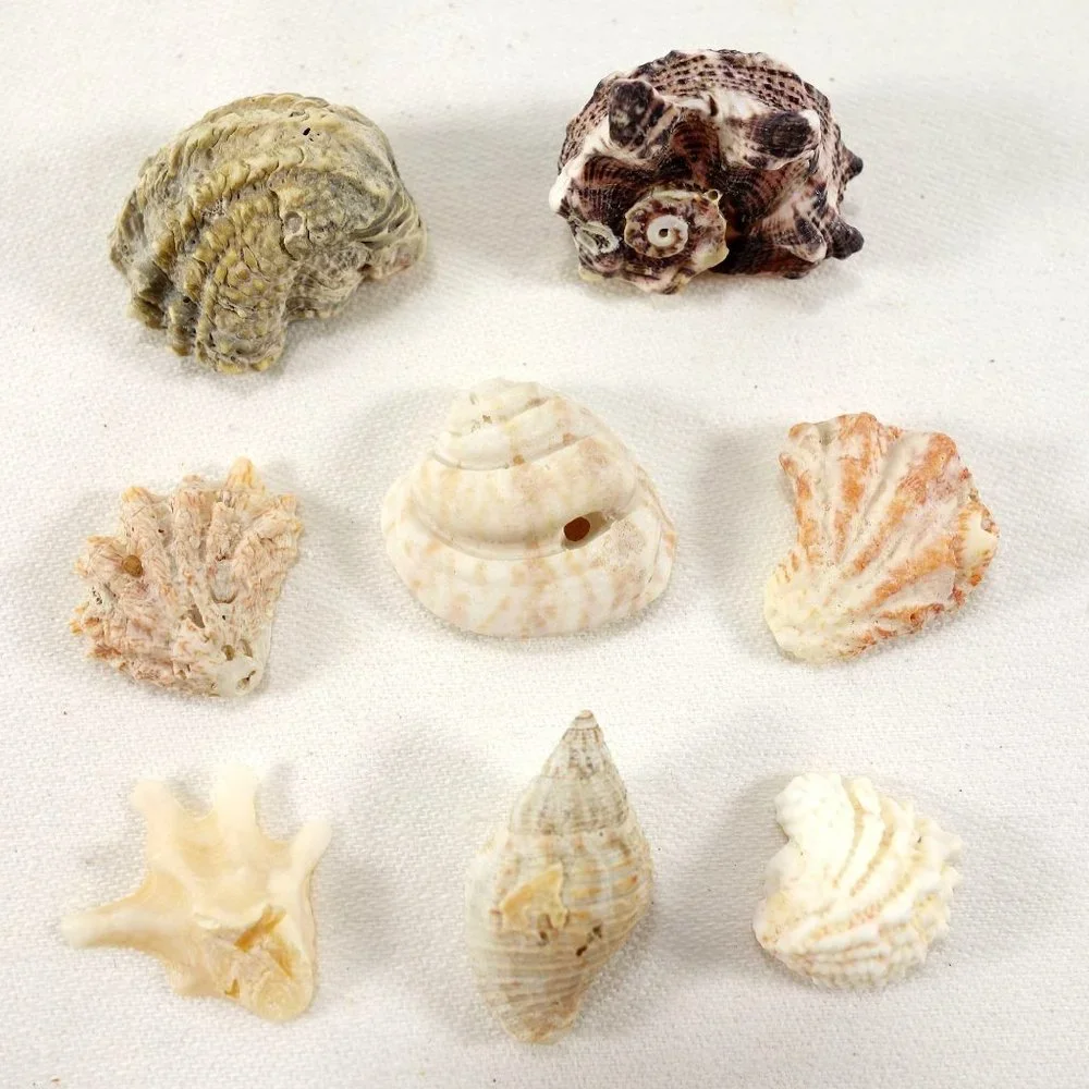 Natural Mini Shells‎ Set of 8 Miniature Crafting Nautical Beach Decor Seashells